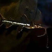 Pseudoplatystoma fasciatum 8 cm